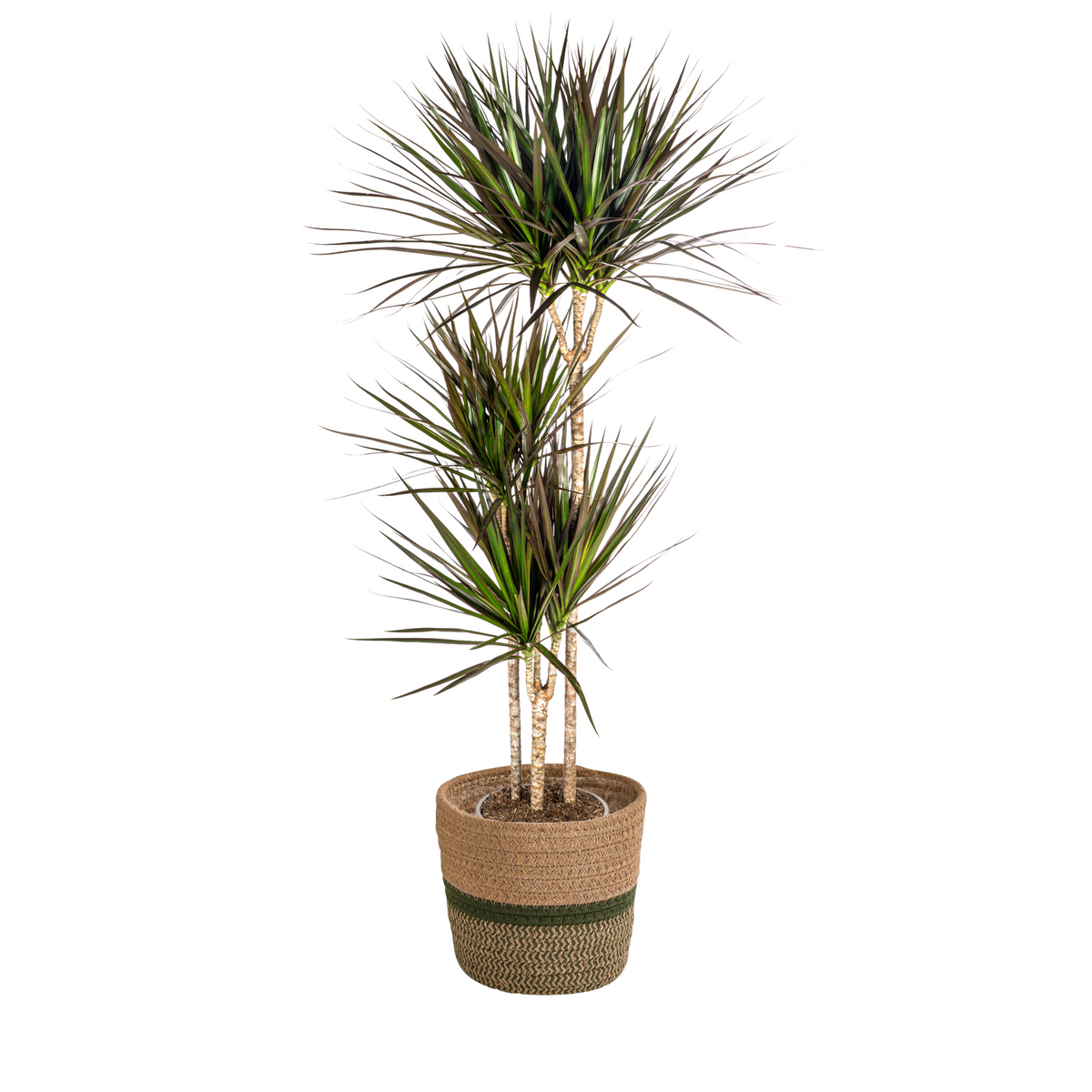 Dracaena marginata Magenta (drakenboom) met mand – Ø24 cm, 130–150 cm hoog