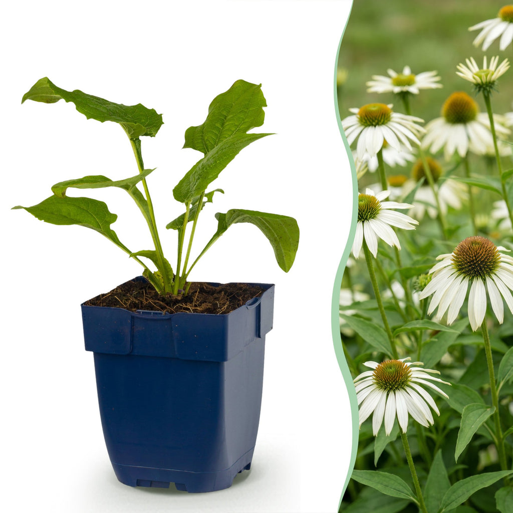 Echinacea purp. 'Alba' (échinacée) – blanc – 6 plantes, Ø11 cm, 15–25 cm de haut