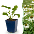 Echinacea purp. 'Alba' (échinacée) – blanc – 6 plantes, Ø11 cm, 15–25 cm de haut