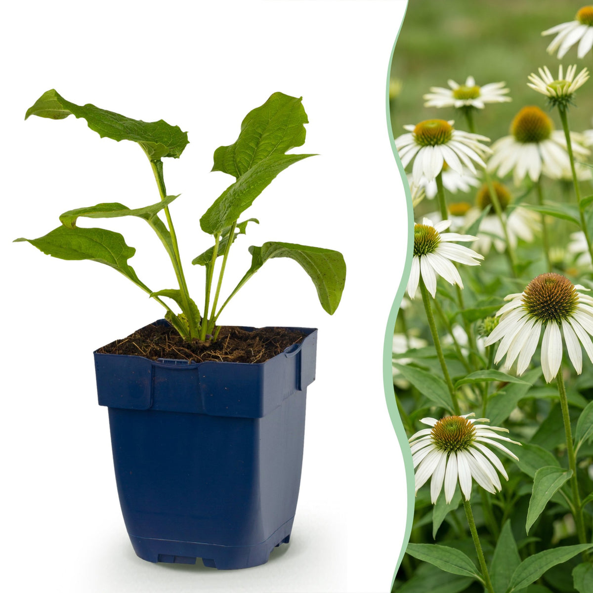 Echinacea purp. 'Alba' (échinacée) – blanc – 6 plantes, Ø11 cm, 15–25 cm de haut