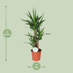 Yucca – Ø21 cm, 90 cm høj – art. 15939
