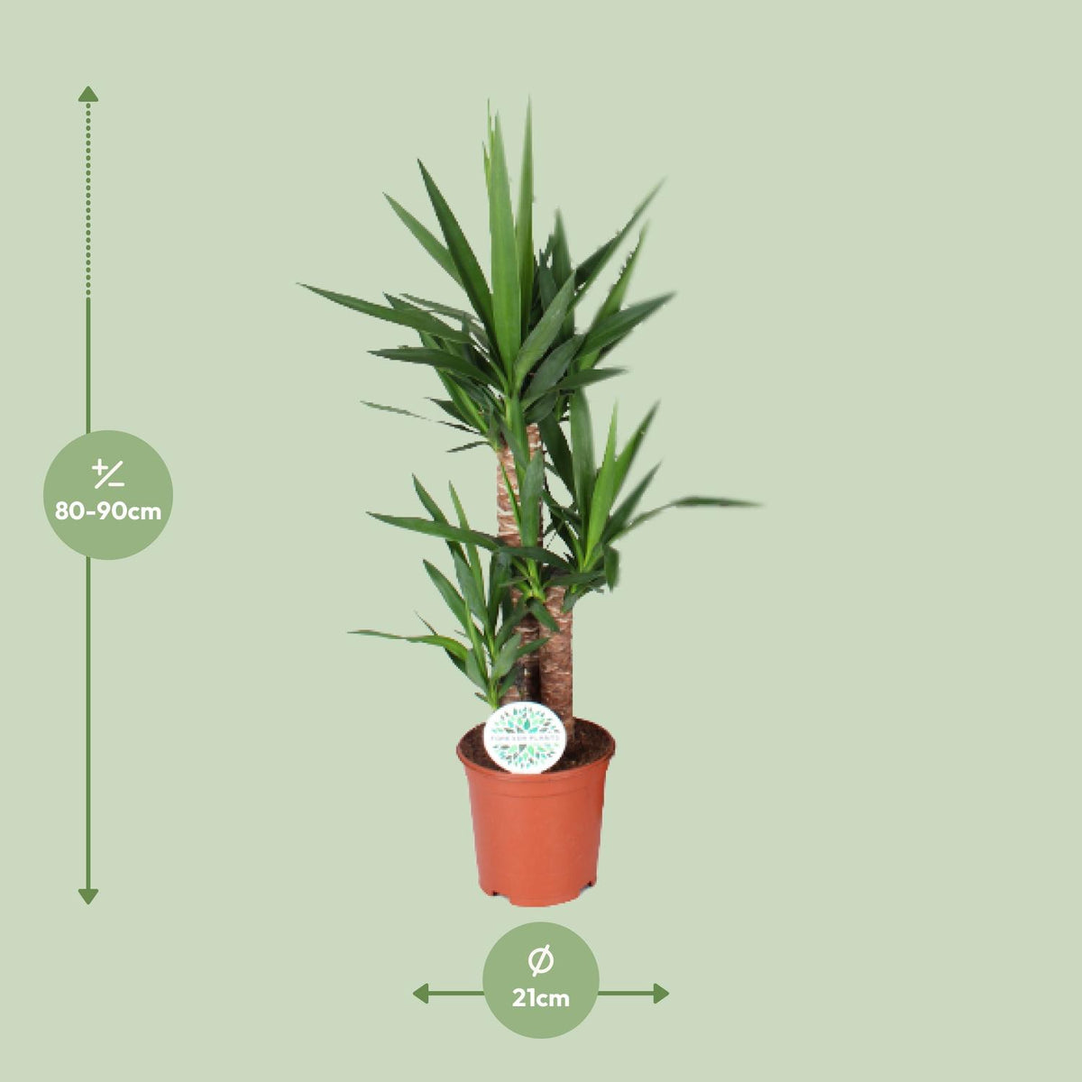 Yucca – Ø21 cm, 90 cm hoog – art. 15939