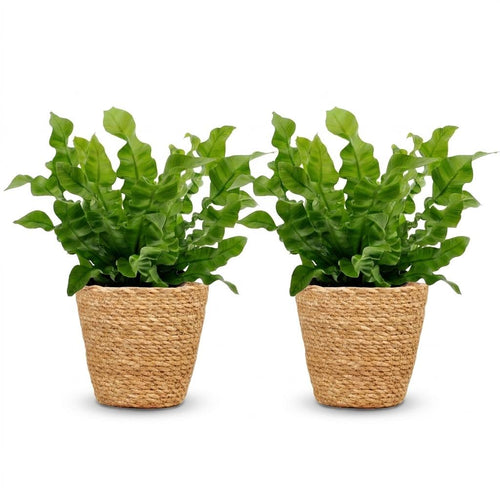 2× Asplenium Crispy Wave (Schachtelhalmfarn) mit Korb – Ø12 cm, 30 cm hoch