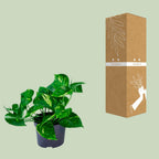 Epipremnum aureum (scindapsus) – Ø12 cm, 20 cm høj