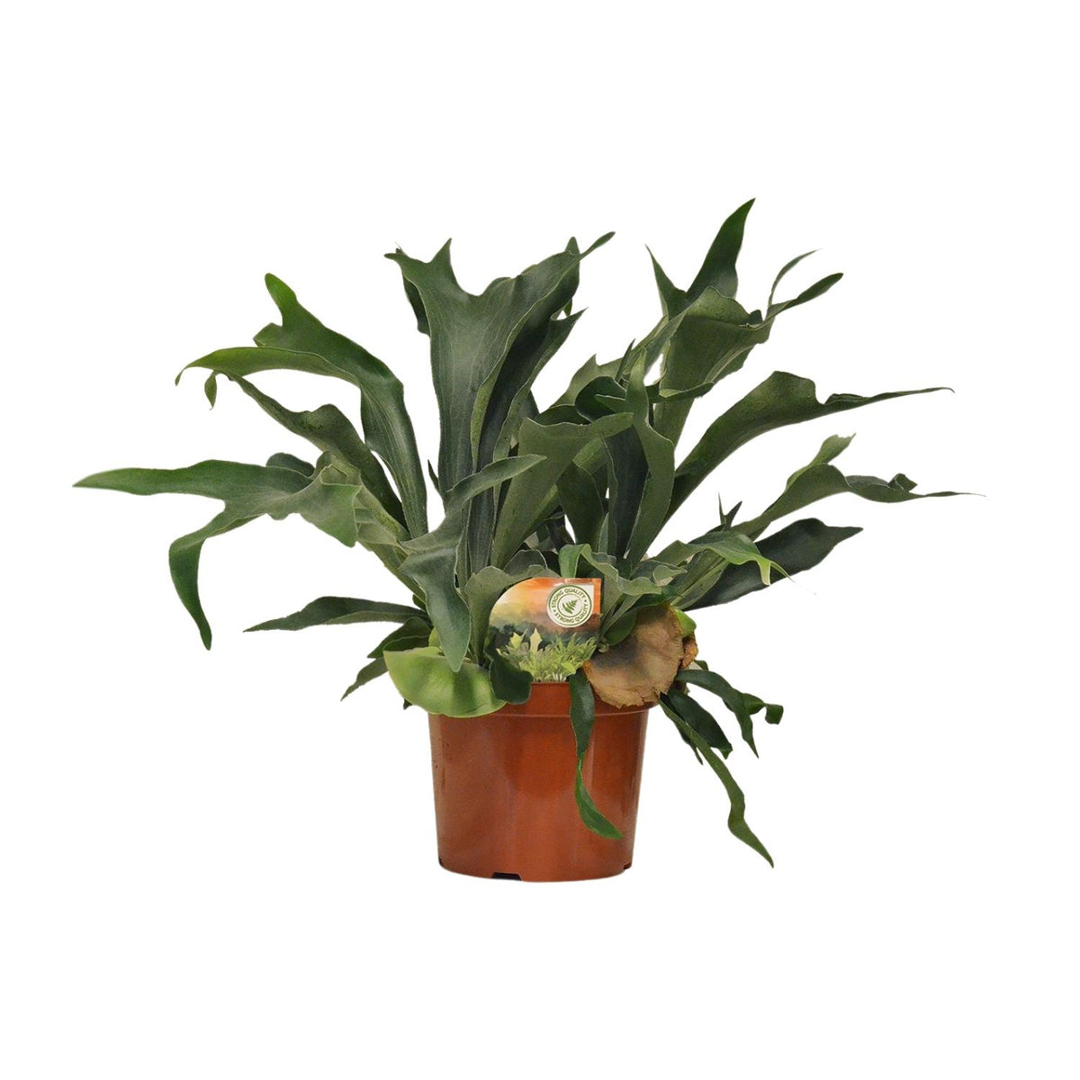 Platycerium Bifurcatum (hjortetakbregne) – Ø26 cm, 80 cm høj