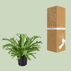 Asplenium nidus Crissie (vogelnestvaren) – Ø17 cm, 40 cm hoog