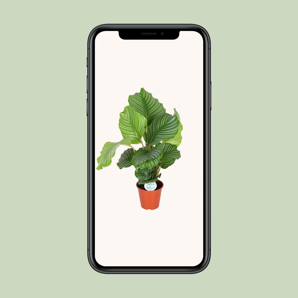 Calathea orbifolia – Ø17 cm, 60 cm høj