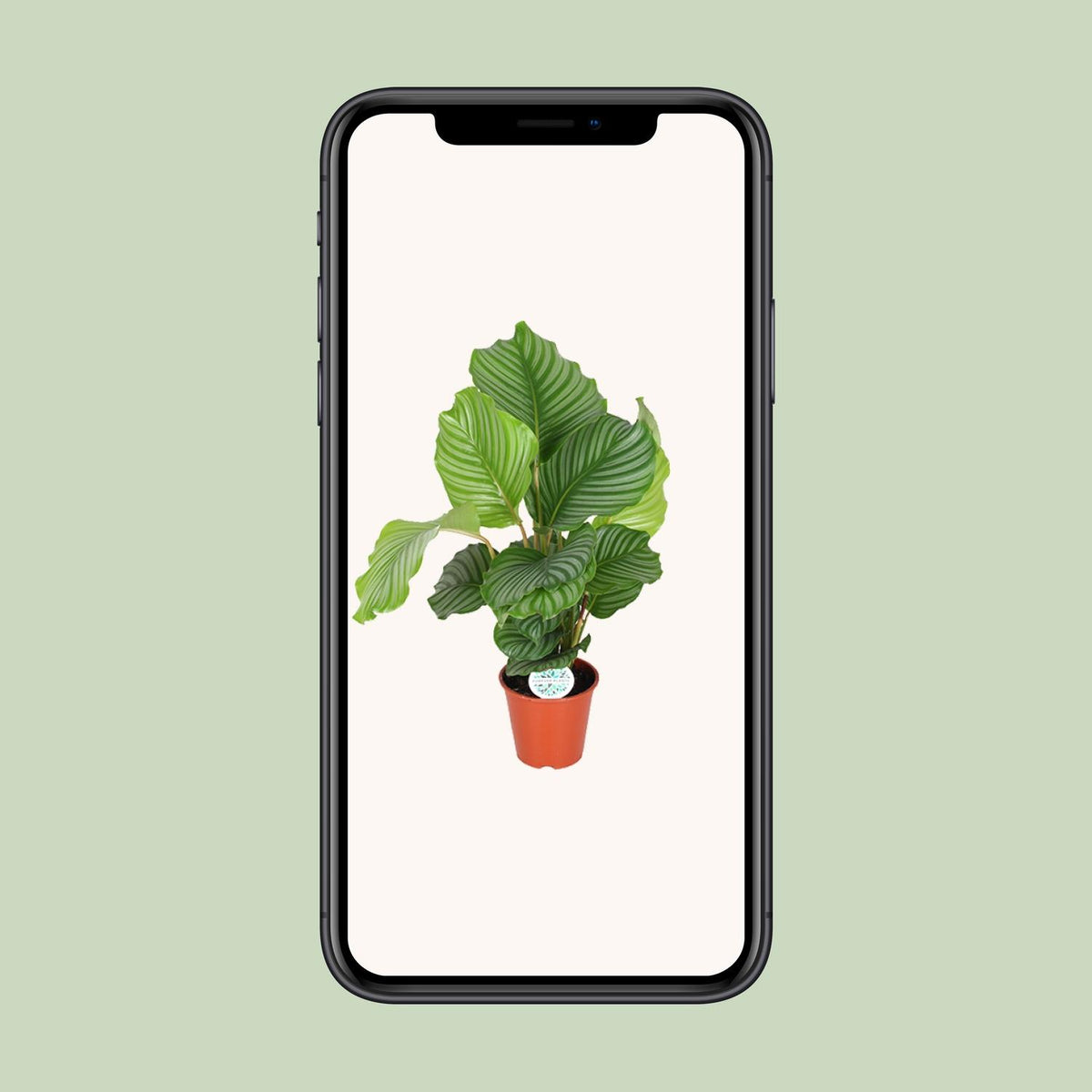 Calathea orbifolia – Ø17 cm, 60 cm høj