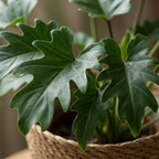 Philodendron Xanadu med kurv – Ø19 cm, 60 cm høj