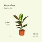 Verrassingsbox kamerplantjes – Ø12 cm, 25 cm hoog – art. 3862