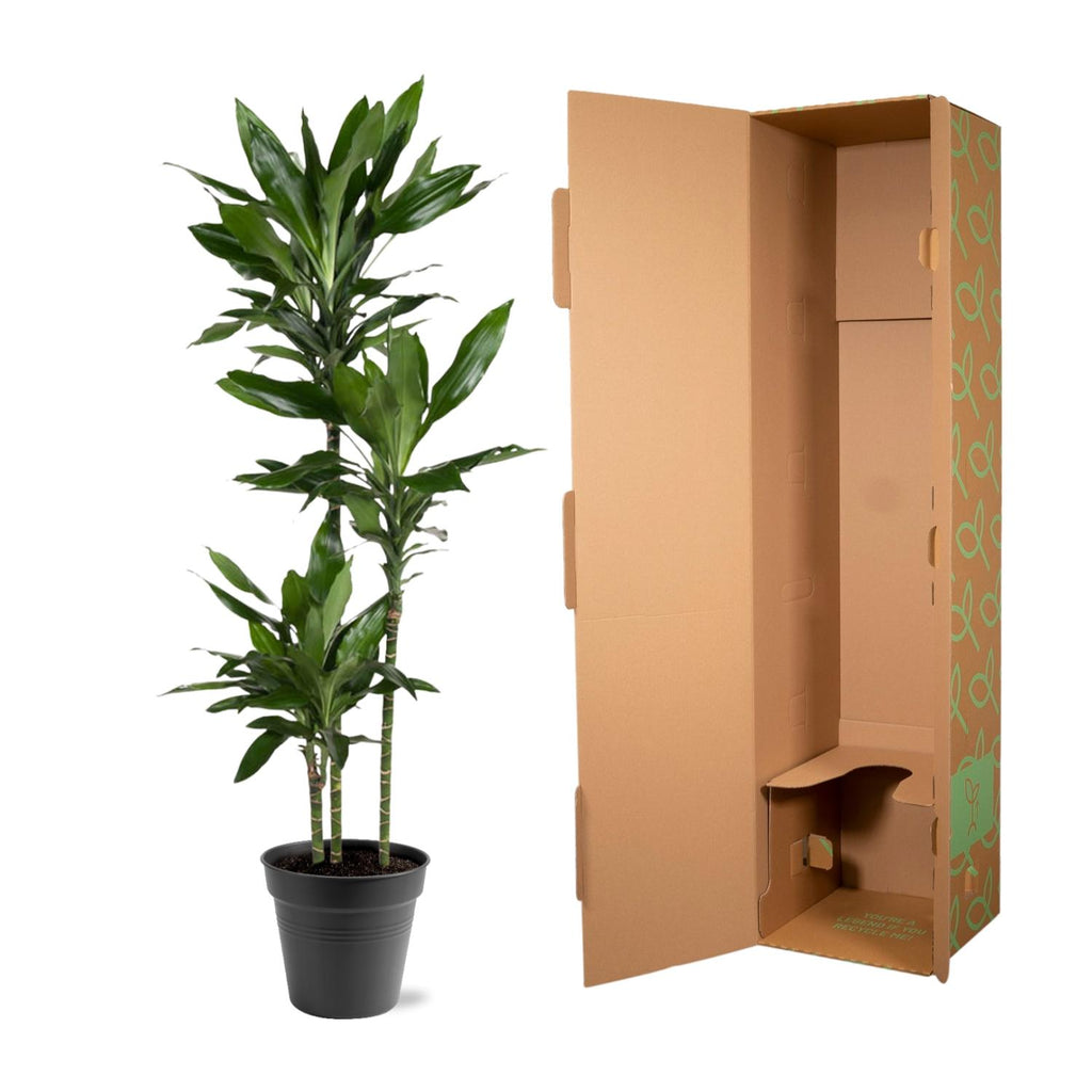 Dracaena Janet Lind (arbre dragonnier) – Ø24 cm, 160 cm de haut