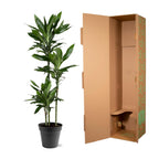 Dracaena Janet Lind (arbre dragonnier) – Ø24 cm, 160 cm de haut