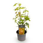 Acer palmatum 'Orange Dream' (érable du Japon) – orange – Ø12 cm, 35 cm de haut
