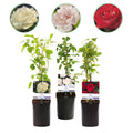 Rosa 'Tricolour' (pink, white and red flowers) – 3 plants, Ø11 cm, 40 cm high