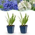 Agapanthus 'Duo' (Afrikanische Lilie) – blau-weiß – 6 Pflanzen, Ø11 cm, 15–25 cm hoch
