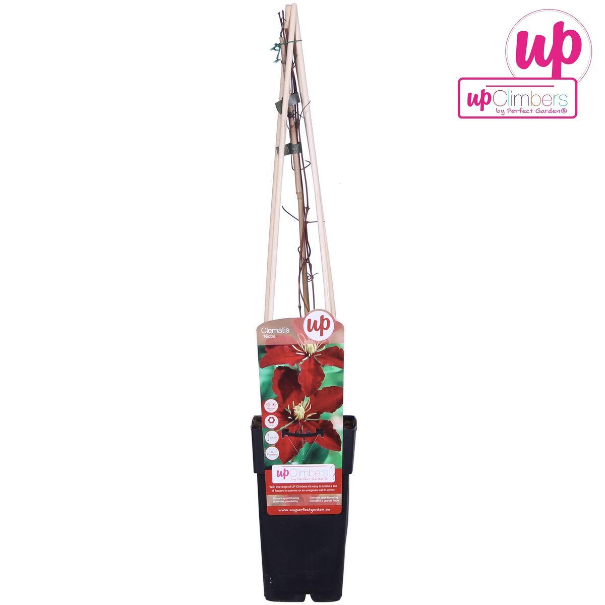 Clematis 'Niobe' (bosrank) – Ø15 cm, 65 cm hoog
