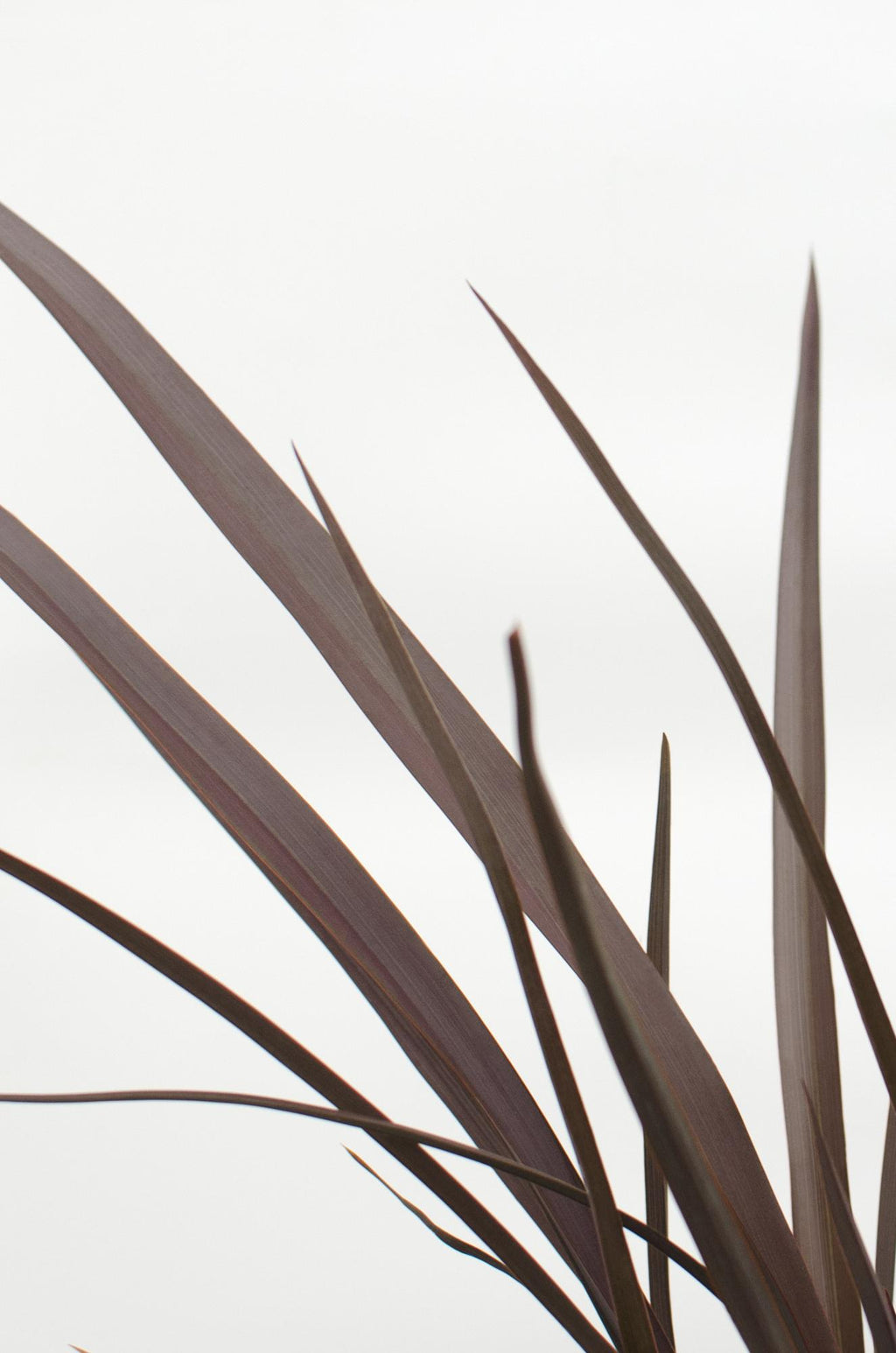 Phormium 'Rubra Nana' (New Zealand flax) – Ø14 cm, 50 cm high – photo 3