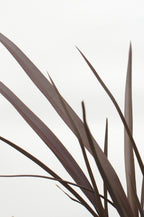 Phormium 'Rubra Nana' (New Zealand flax) – Ø14 cm, 50 cm high