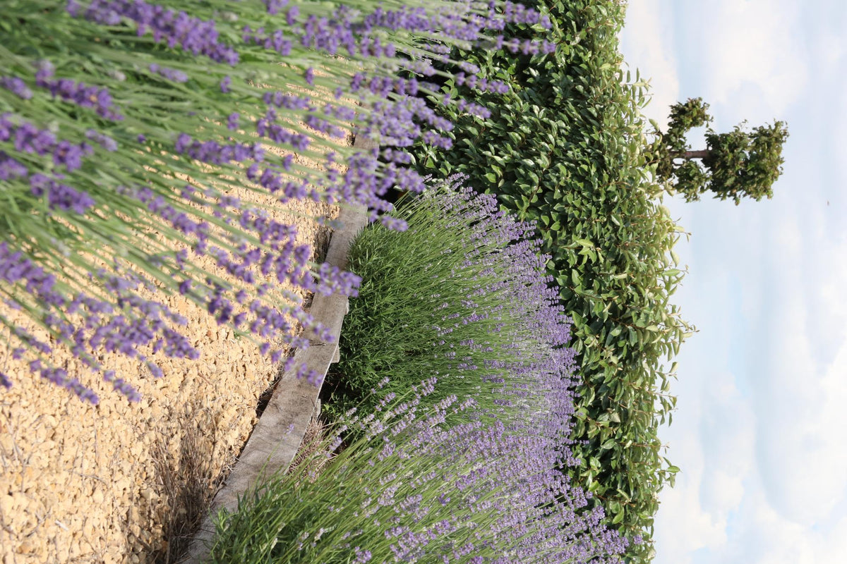 Lavendel (Lavandula) – 24 planten, Ø7 cm, 15 cm hoog