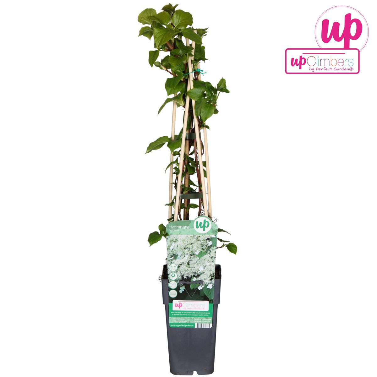 Hydrangea petiolaris (climbing hydrangea) – Ø15 cm, 65 cm high – photo 6