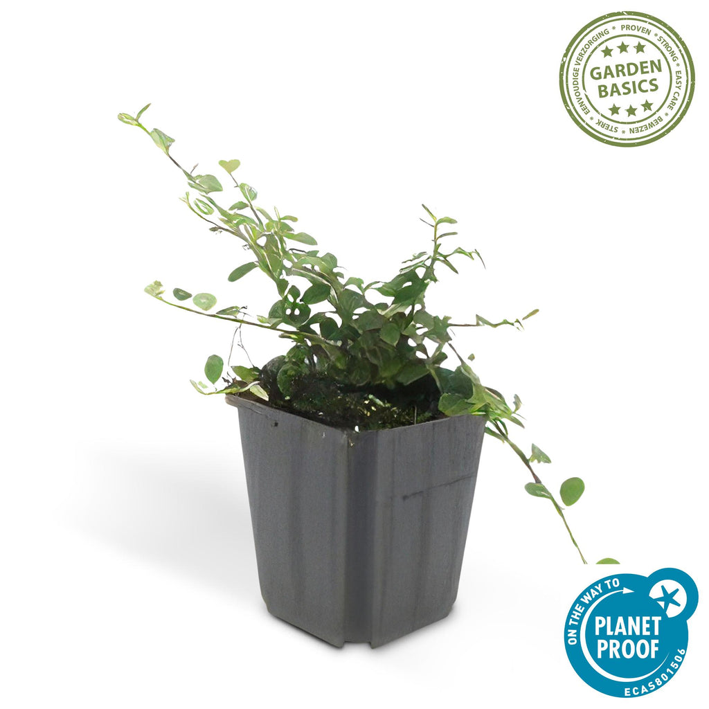 Cotoneaster pr. 'Streib’s Findling' (dwarf cotoneaster) – 12 plants, Ø9 cm, 10–25 cm high – photo 3
