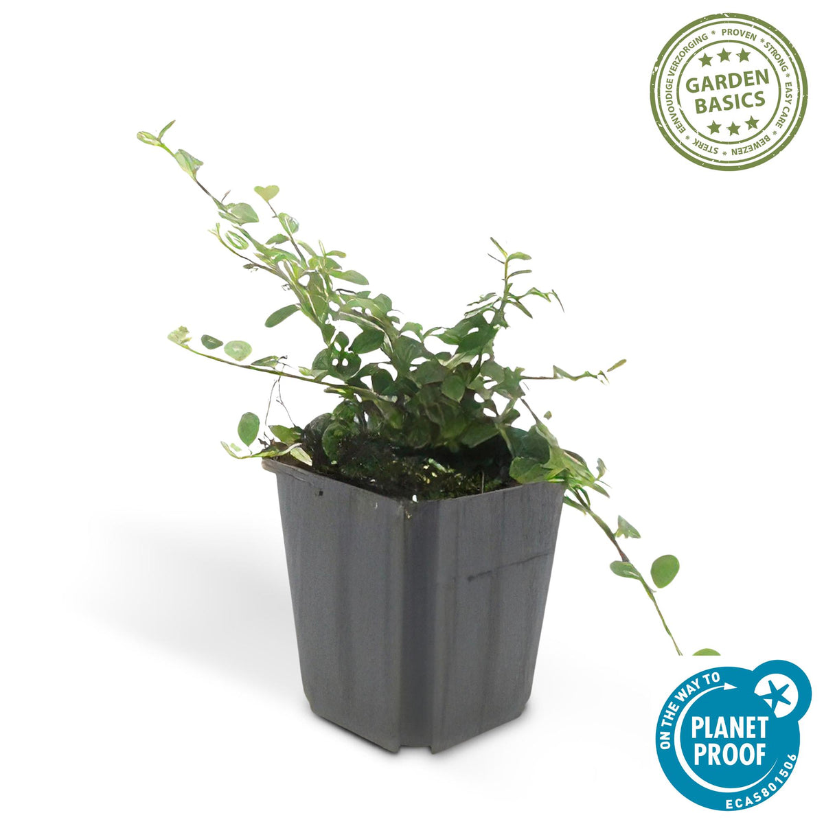 Cotoneaster pr. 'Streib’s Findling' (dwarf cotoneaster) – 12 plants, Ø9 cm, 10–25 cm high – photo 3