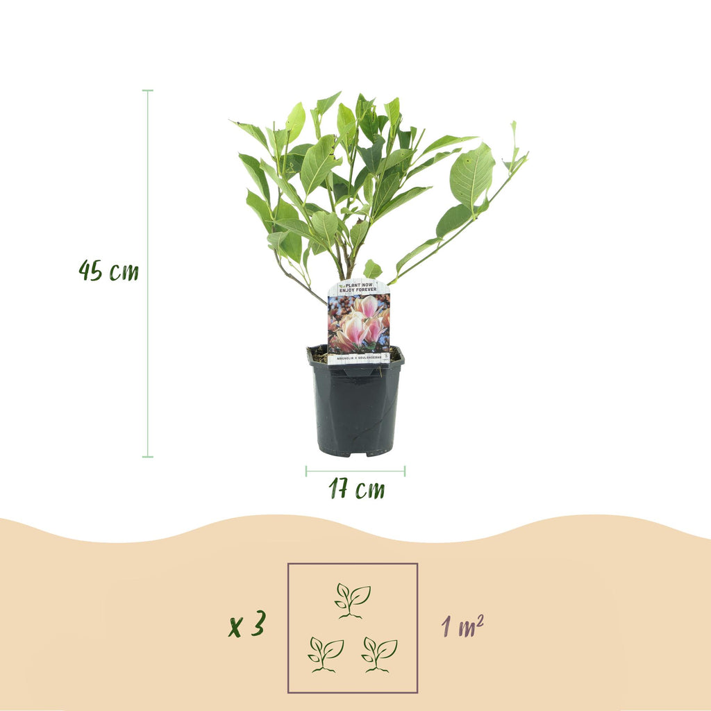 Magnolie 'Soulangiana' (Blüten hellrosa) – Ø 17 cm, 45 cm hoch – Bild 3