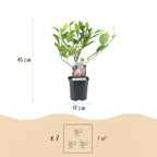 Magnolie 'Soulangiana' (Blüten hellrosa) – Ø 17 cm, 45 cm hoch