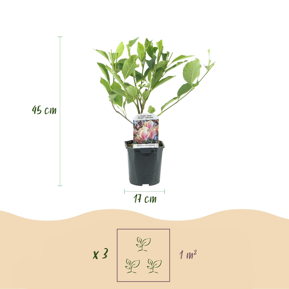 Magnolie 'Soulangiana' (Blüten hellrosa) – Ø 17 cm, 45 cm hoch – Bild 3
