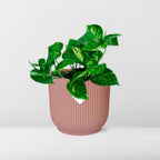 Epipremnum Pinnatum ‘Aureum’ en ELHO Vibes Fold 14 cm rose (scindapsus) – 20 cm de haut