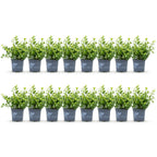 Buis – 16 plants, Ø9 cm, 20–25 cm de haut