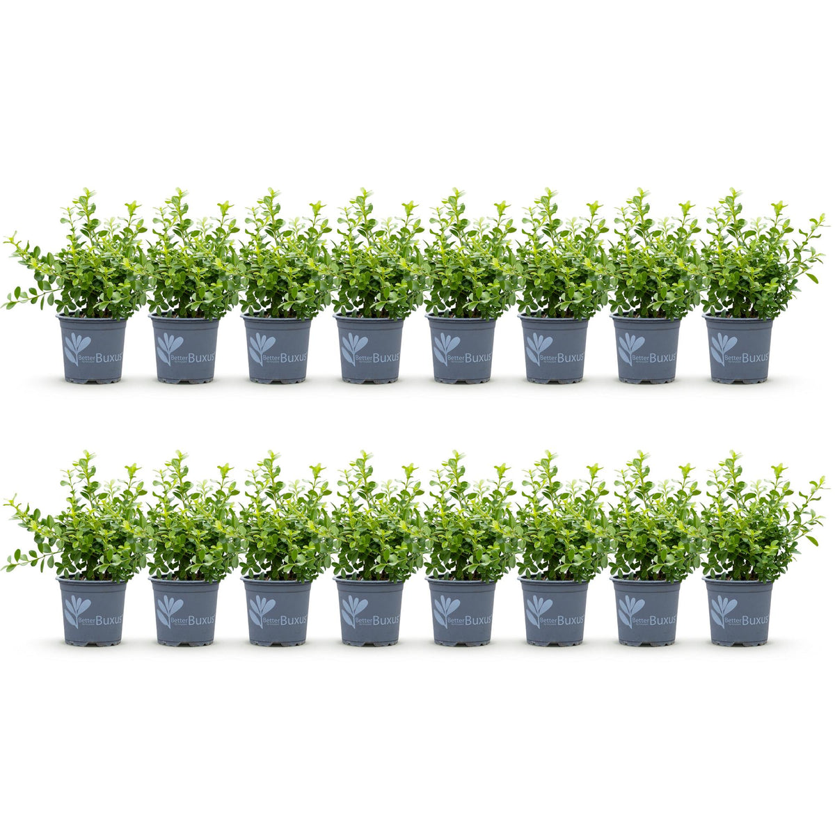 Buxus – 16 Pflanzen, Ø 9 cm, 20–25 cm hoch