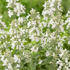 Nepeta faassenii 'Snowflake' (menthe pour chat) – blanc – 6 plantes, Ø11 cm, 15–25 cm de haut