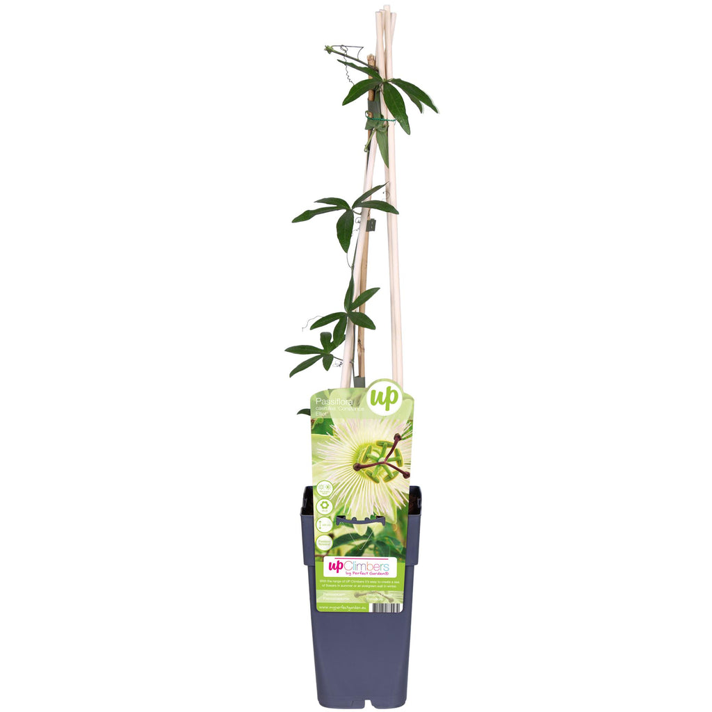 Passiflora caerulea 'Constance Elliot' (Passionsblume) – Ø 15 cm, 65 cm hoch – Bild 2
