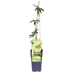 Passiflora caerulea 'Constance Elliot' (Passionsblume) – Ø 15 cm, 65 cm hoch
