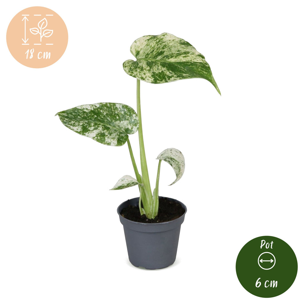 Monstera deliciosa Mint Variegated (plante percée) – Ø6 cm, 18 cm de haut – photo 5