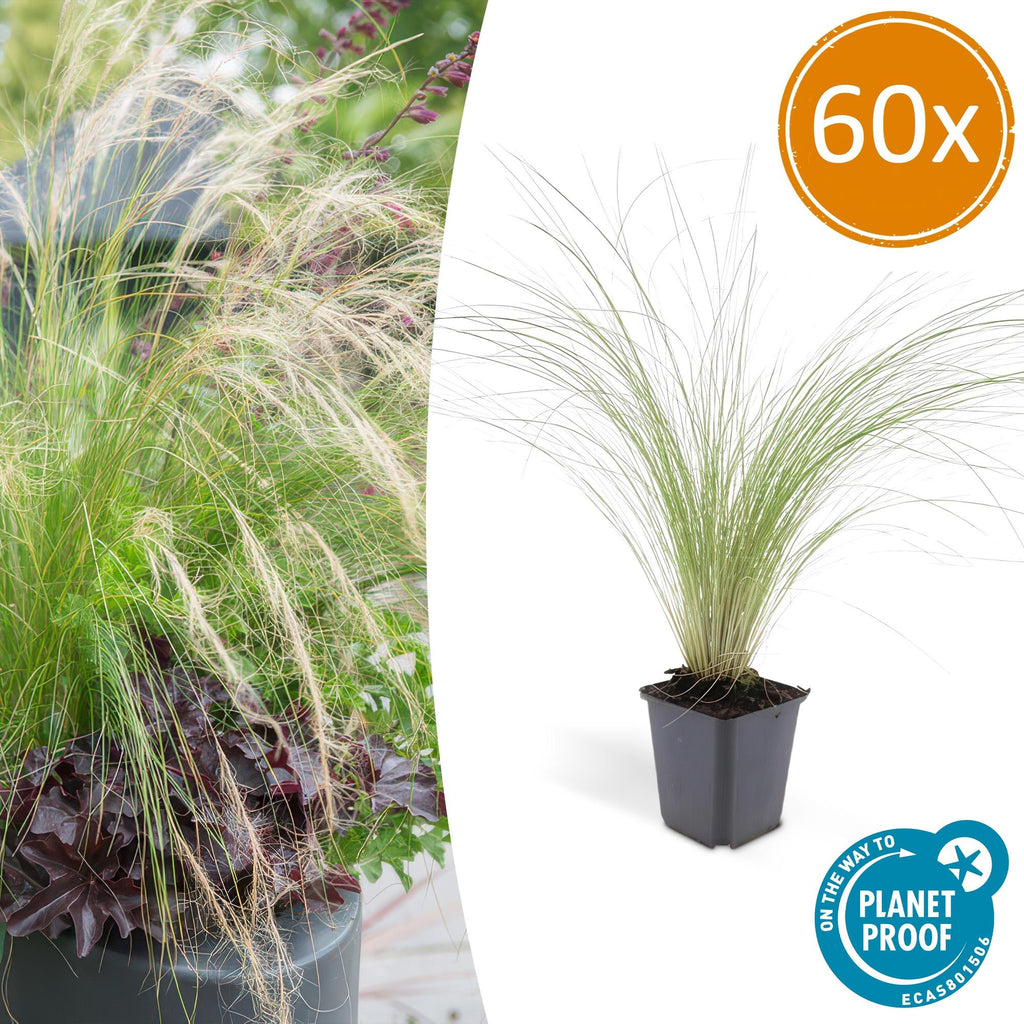 Stipa tenuissima 'Ponytails' (feather grass) – 60 plants, Ø9 cm, 10–25 cm high