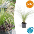 Stipa tenuissima 'Ponytails' (feather grass) – 60 plants, Ø9 cm, 10–25 cm high