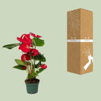 Anthurium Red (flamingo flower) – Ø12 cm, 40 cm high