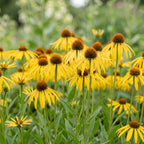 Echinacea paradoxa (Sonnenhut) – gelb – Ø 11 cm, 15–25 cm hoch
