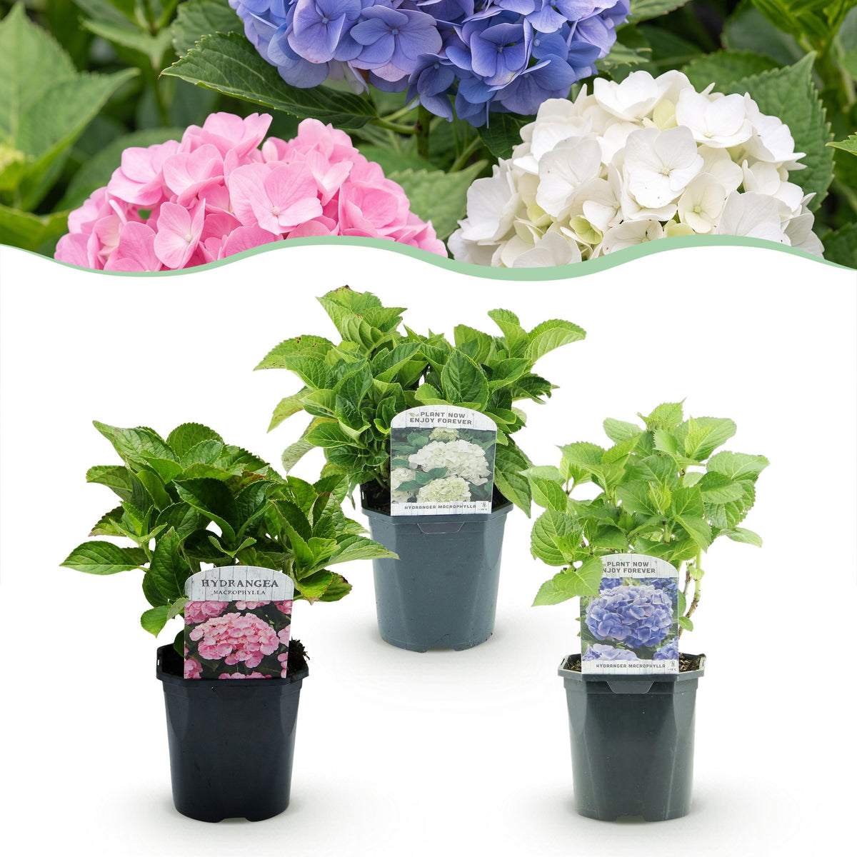 Hydrangea macrophylla 'Tricolour' (hortensia) – roze-wit-blauw – 3 planten, Ø17 cm, 30 cm hoog