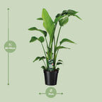 Strelitzia nicolai (weiße Paradiesvogelblume) – Ø 19 cm, 90 cm hoch