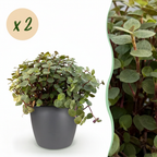 2× Callisia repens im grauen Potter-Dekotopf – Ø 12 cm, 17–20 cm hoch