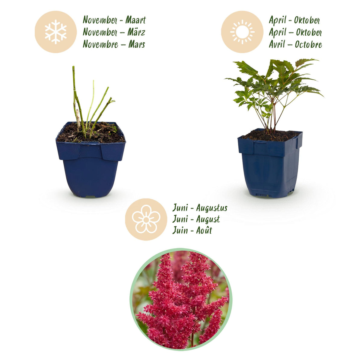 Astilbe 'Fanal' (Fächerflatterblume) – rot – 6 Pflanzen, Ø11 cm, 15–25 cm hoch