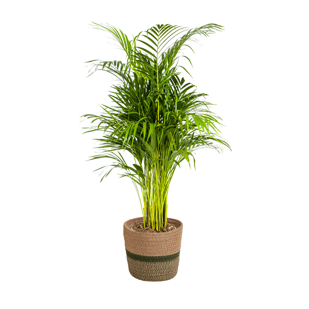 Dypsis Areca Lutescens (Goldfarn) mit Korb – Ø 21 cm, 100–120 cm hoch