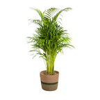 Dypsis Areca Lutescens (Goldfarn) mit Korb – Ø 21 cm, 100–120 cm hoch