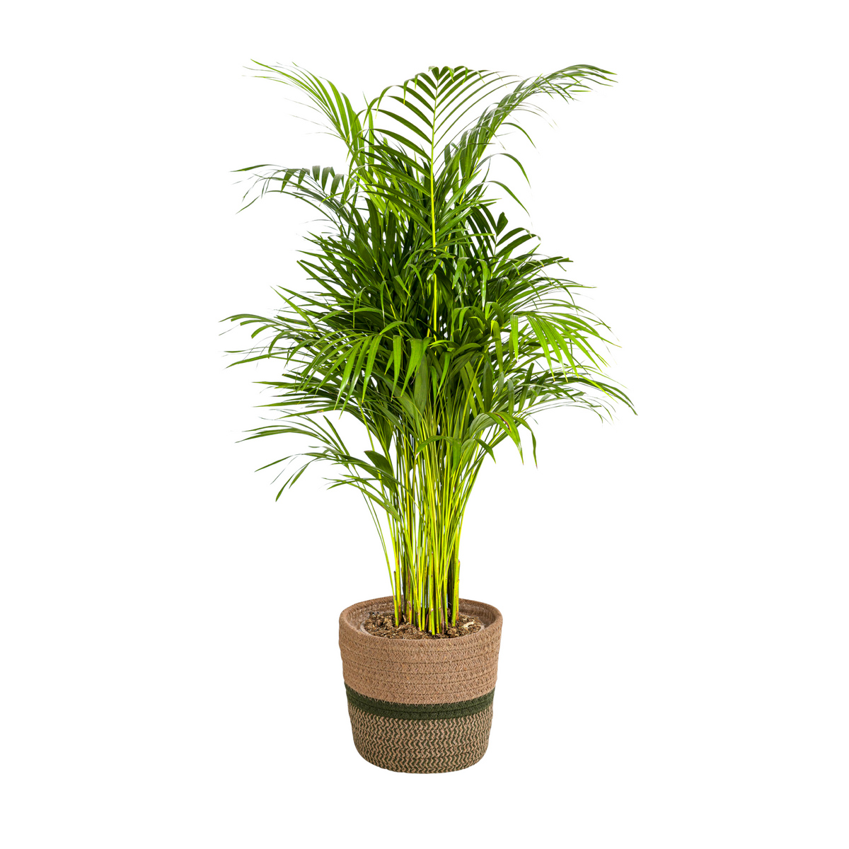 Dypsis Areca Lutescens (goudpalm) met mand – Ø21 cm, 100–120 cm hoog