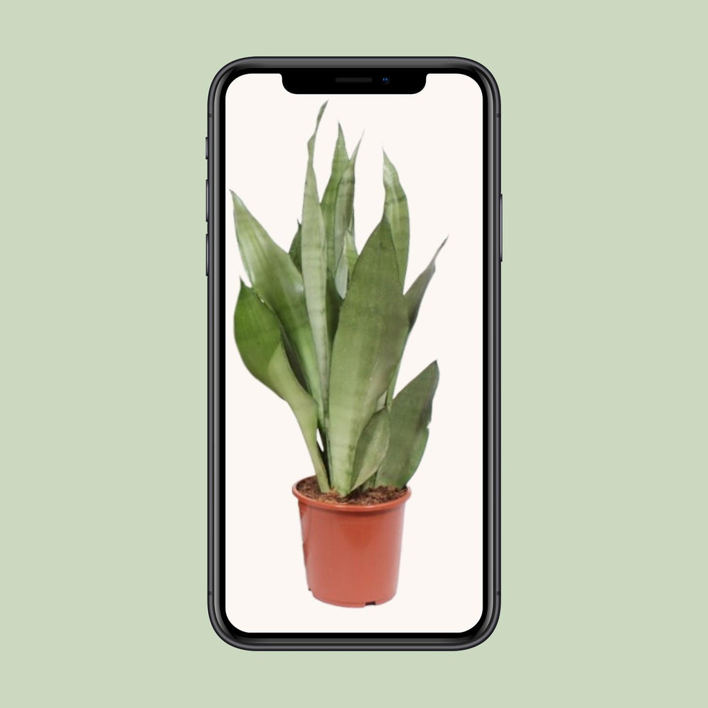 Sansevieria Moonshine (vrouwentong) – Ø17 cm, 60 cm hoog