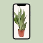 Sansevieria Moonshine (vrouwentong) – Ø17 cm, 60 cm hoog