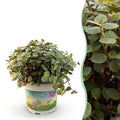Callisia repens – Ø12 cm, 14 cm de haut